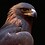 Hamed_098